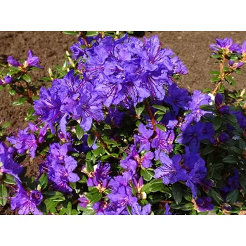 Sazenice Rododendron obtížený 'Saint Merryn' Balení: kontejner C2