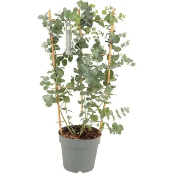 Sazenice Eucalyptus Cinerea Silver Dollar