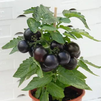 Semeno Rajče balkonové Purpleboy F1 - Solanum lycopersicum - osivo rajčat - 6 ks