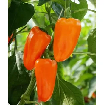 Semeno BIO Paprika Flynn F1 - Capsicum annuum - bio osivo papriky - 6 ks