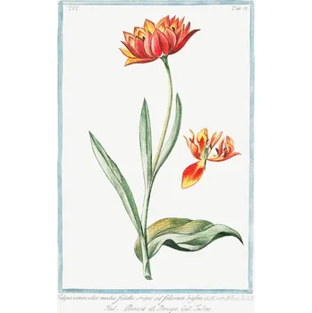 Plakát Plakát, Obraz - Multicolour Tulip, Giorgio Bonelli