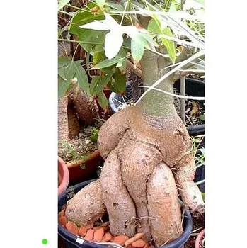 Semeno BRACHYCHITON bidwillii "Lahvový strom" 2 semena