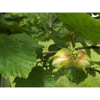 Sazenice Líska keřová 'Gunslebert' Balení: kontejner C2