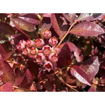 Sazenice Kanadská borůvka 'Cabernet Splash' Balení: kontejner C2