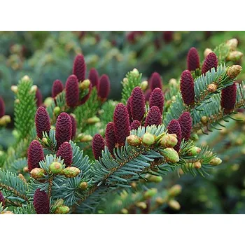 Sazenice Smrk ztepilý 'Acrocona' kontejner C7,5