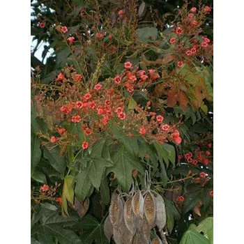 Semeno BRACHYCHITON acerifolius "Lahvový strom" 3 semena