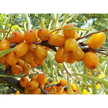 Sazenice Rakytník řešetlákový 'Ananasná' Balení: kontejner p9