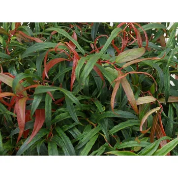 Sazenice Leucotoe 'Halloween' Balení: kontejner C2