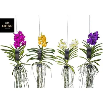 Sazenice Orchidej Vanda mix barev
