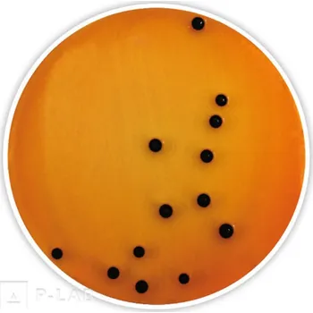 Průmyslové lepidlo Deoxycholát citrátový agar (Specifikace: Ph.Eur., pro mikrobiologii, Balení: 1 kg, Obal: plast)