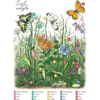 Psací podložka Lipka Podložka s klipem A4: Život motýlů