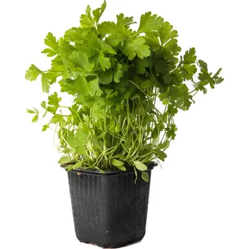 Koření Rohlik.cz Petržel hladkolistá v květináči