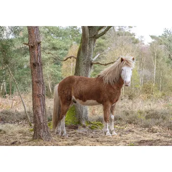 Obraz Plakát Kůň v lese bez rámu 66,5 x 46,5 cm