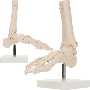 anatomický model 4FIZJO Model hlezenního kloubu 1:1
