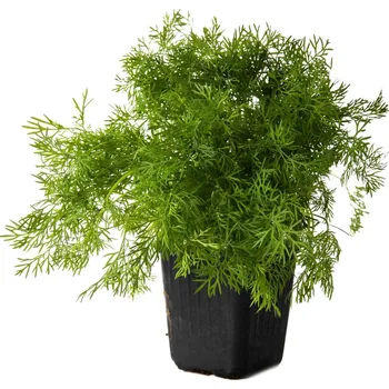 Koření Rohlik.cz Kopr v květináči