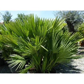 Sazenice Žumara nízká 'Compacta' Balení: kontejner C7, Tvar: vícekmen