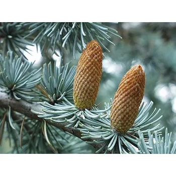 Sazenice Cedr atlantský 'Glauca' Balení: kontejner C10