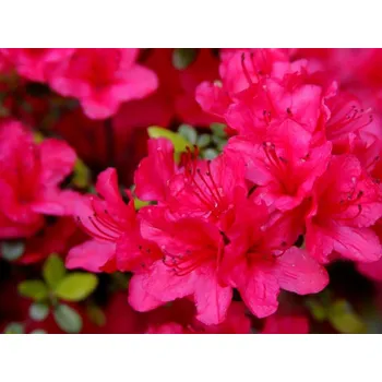 Sazenice Japonská azalka 'Thierry' Balení: kontejner C2