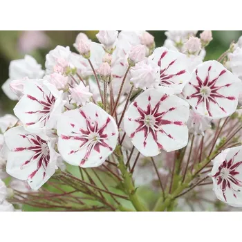 Sazenice Mamota, kalmie 'Peppermint' Balení: kontejner C1