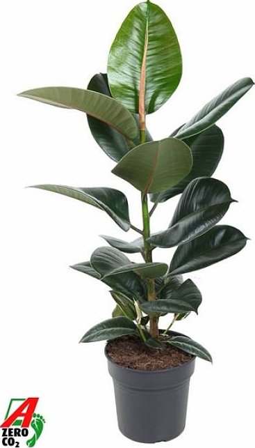 Ficus elastica Robusta