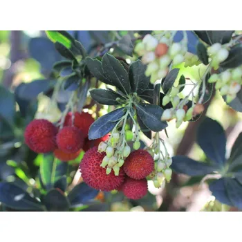 Sazenice Planika obecná 'Compacta' kontejner C10