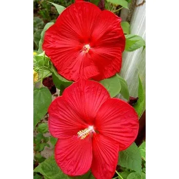 Sazenice HIBISCUS moscheutos Luna Red 5 semen