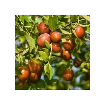 Semeno ZIZIPHUS jujuba "Cicimek, Čínské datle, Jujuba" 3 semena