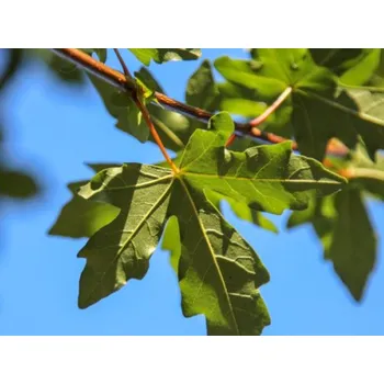 Sazenice Javor babyka 'Huiber's Elegant' Balení: kontejner C30, Tvar: OK 8/10