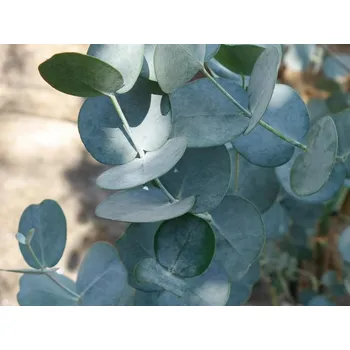 Sazenice Blahovičník gunnii 'Azura' kontejner C55, výška 250-300cm