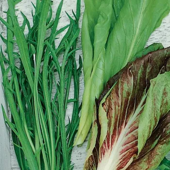 Semeno Semena italských salátů - výsevný pásek - 5&nbsp;m