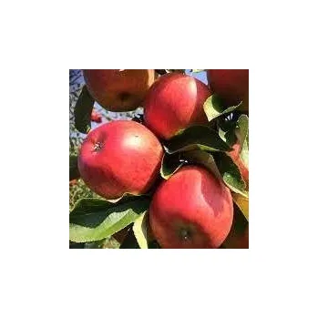 Sazenice Malus Rubín sem 200/250 cm , vysokokmen