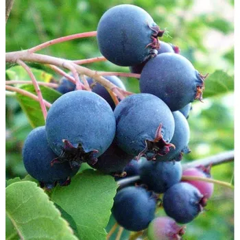 Sazenice Amelanchier alnifolia Thiessen 40/60 cm