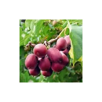 Sazenice Parkon Actinidia arguta Ken´s Red 30/40 cm