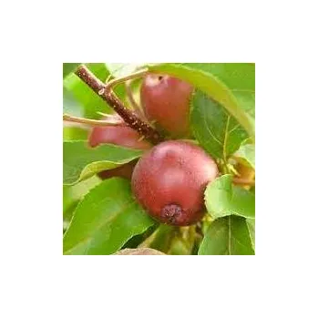 Sazenice Malus Waltz 80/100 cm, podnož MM106