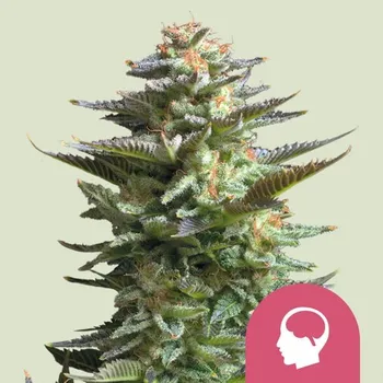 Semeno Royal Queen Seeds Amnesia Haze Balení: 5ks