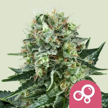 Semeno Royal Queen Seeds Bubble Kush Balení: 1ks
