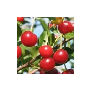 Sazenice Prunus cerasus Favorit 125/150 cm, podnož MAH