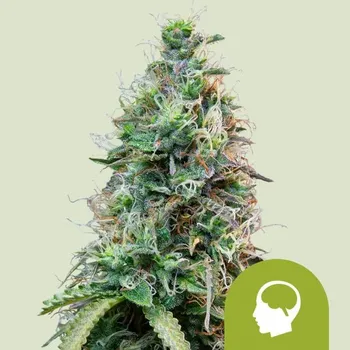 Semeno Royal Queen Seeds Amnesia Haze Auto Balení: 1ks