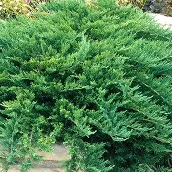 Sazenice JALOVEC CHVOJKA'TAMARISCIFOLIA' kont. 2,5L