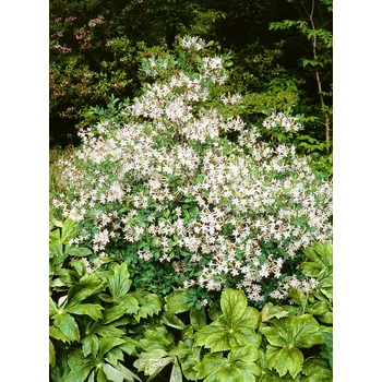 Sazenice Agarden Vajgélie květnatá 'Candida'