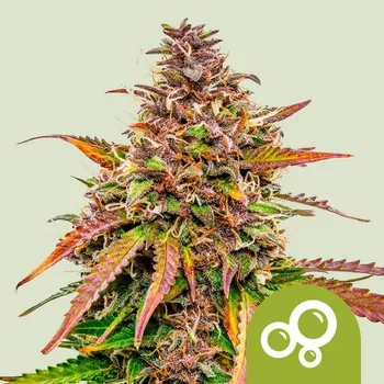 Semeno Royal Queen Seeds Bubble Kush Auto Balení: 1ks