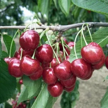 Sazenice Prunus avium Lapins semenáč 250cm +, vysokmen