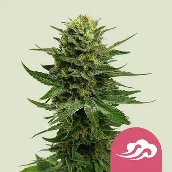 Semeno Royal Queen Seeds Blue Mystic Balení: 3ks