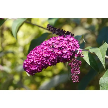 Sazenice Agarden Motýlí keř 'Nanho Purple' fialová