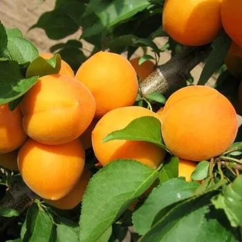 Sazenice Prunus armeniaca Maďarská 100/150 cm, SEM