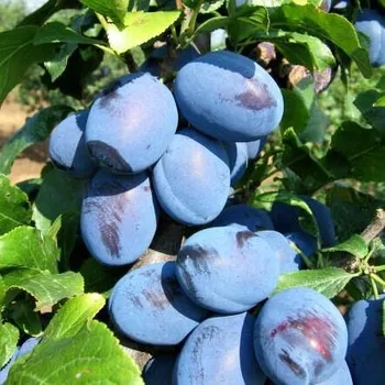 Sazenice Prunus domestica Čačanska Rodna 170/200cm,polokmen, podnož MY,