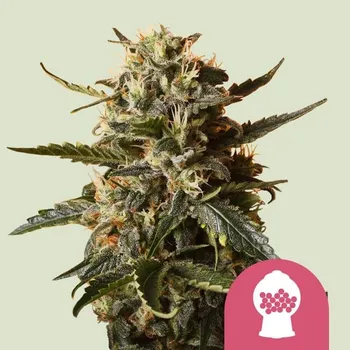 Semeno Royal Queen Seeds Bubblegum XL Balení: 5ks
