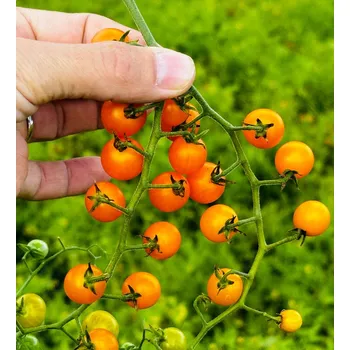 Semeno Divoké oranžové (Orange Currant)