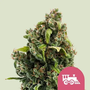 Semeno Royal Queen Seeds Candy Kush Express FAST Balení: 1ks