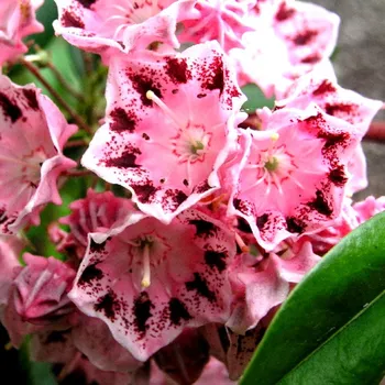 Sazenice KALMIE ´XANTEN´